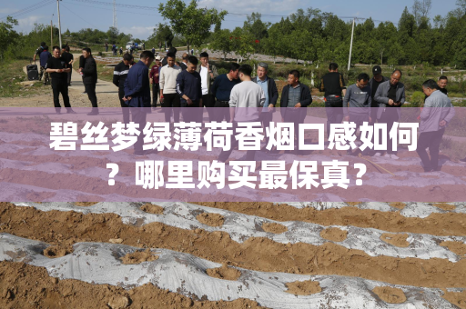 碧丝梦绿薄荷香烟口感如何？哪里购买最保真？